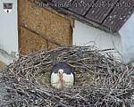 Capi_Dubne_20260515_144502.jpg