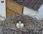 Capi_Dubne_20260515_145003.jpg