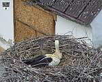 Capi_Dubne_20260515_151003.jpg
