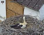 Capi_Dubne_20260515_151504.jpg