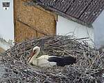 Capi_Dubne_20260515_153503.jpg