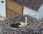 Capi_Dubne_20260515_154503.jpg