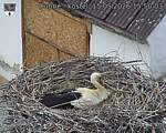 Capi_Dubne_20260515_155003.jpg