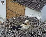 Capi_Dubne_20260515_155503.jpg