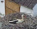 Capi_Dubne_20260515_160503.jpg