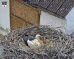 Capi_Dubne_20260515_162502.jpg