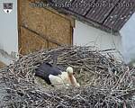 Capi_Dubne_20260515_163003.jpg