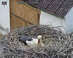 Capi_Dubne_20260515_164004.jpg