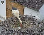 Capi_Dubne_20260515_165503.jpg