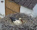 Capi_Dubne_20260515_170502.jpg