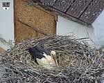 Capi_Dubne_20260515_171503.jpg
