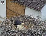 Capi_Dubne_20260515_172004.jpg