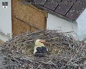 Capi_Dubne_20260515_180003.jpg (1350&nbsp;x&nbsp;1080)