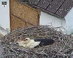 Capi_Dubne_20260515_182003.jpg