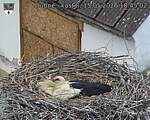 Capi_Dubne_20260515_184502.jpg