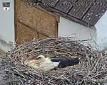 Capi_Dubne_20260515_190002.jpg