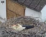 Capi_Dubne_20260515_191002.jpg