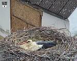Capi_Dubne_20260515_193002.jpg