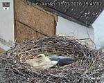 Capi_Dubne_20260515_194502.jpg