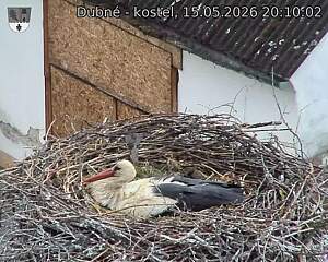 Capi_Dubne_20260515_201003.jpg (1350&nbsp;x&nbsp;1080)