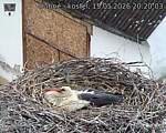 Capi_Dubne_20260515_202003.jpg
