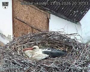 Capi_Dubne_20260515_203003.jpg (1350&nbsp;x&nbsp;1080)