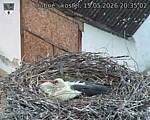 Capi_Dubne_20260515_203502.jpg