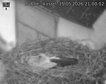 Capi_Dubne_20260515_210002.jpg