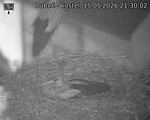 Capi_Dubne_20260515_213002.jpg