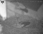 Capi_Dubne_20260515_221003.jpg