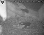 Capi_Dubne_20260515_221502.jpg