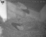 Capi_Dubne_20260515_222003.jpg