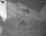 Capi_Dubne_20260515_230002.jpg