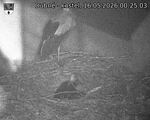 Capi_Dubne_20260516_002503.jpg