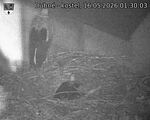 Capi_Dubne_20260516_013003.jpg