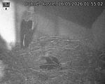 Capi_Dubne_20260516_015502.jpg