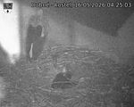 Capi_Dubne_20260516_042503.jpg