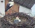 Capi_Dubne_20260516_054004.jpg