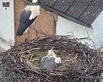 Capi_Dubne_20260516_054502.jpg