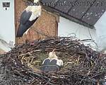 Capi_Dubne_20260516_055003.jpg