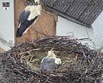Capi_Dubne_20260516_055503.jpg