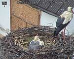 Capi_Dubne_20260516_060503.jpg