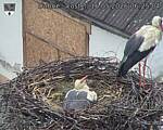 Capi_Dubne_20260516_062504.jpg