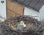 Capi_Dubne_20260516_063503.jpg