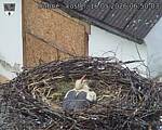 Capi_Dubne_20260516_065003.jpg