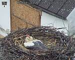 Capi_Dubne_20260516_073502.jpg