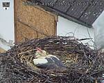 Capi_Dubne_20260516_075504.jpg