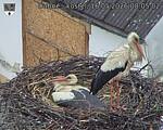 Capi_Dubne_20260516_080502.jpg