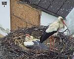 Capi_Dubne_20260516_081003.jpg