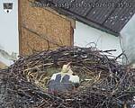 Capi_Dubne_20260516_083503.jpg